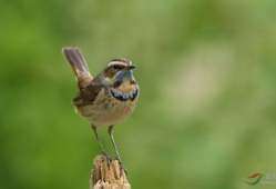 小鸟视频,小鸟视频中的生态瞬间